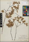 Foto von Salix geyeriana Andersson